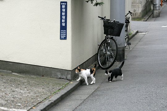 街のねこたち