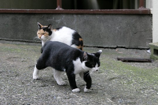 街のねこたち