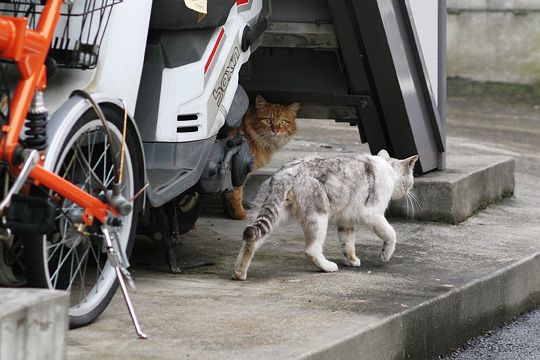 街のねこたち