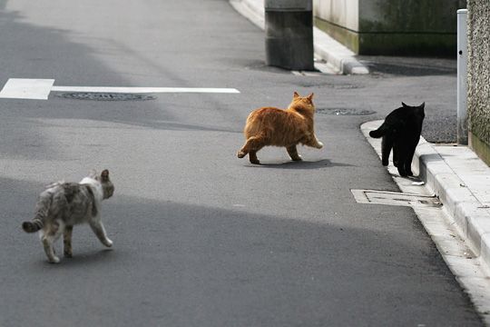 街のねこたち