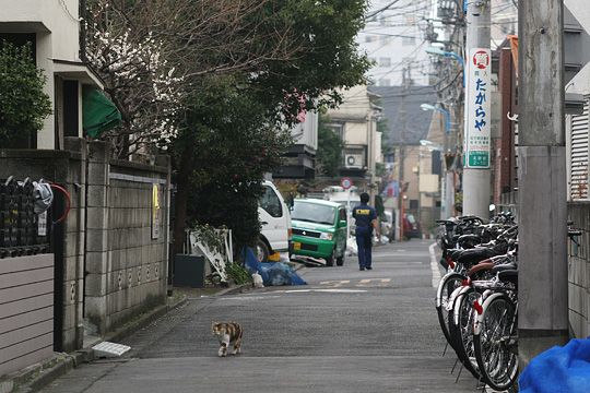 街のねこたち