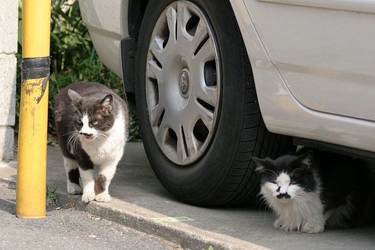 街のねこたち