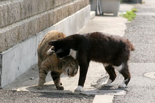 街のねこたち