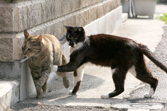 街のねこたち