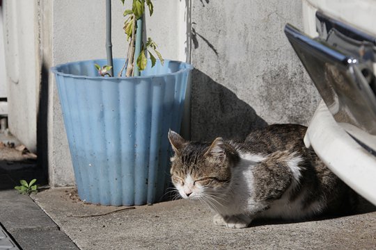 街のねこたち