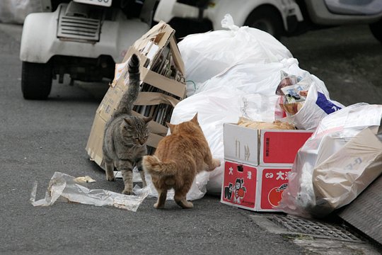 街のねこたち