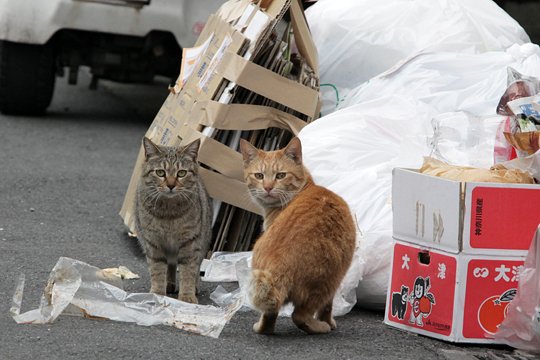 街のねこたち