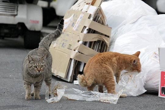 街のねこたち