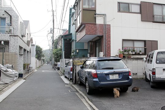 街のねこたち