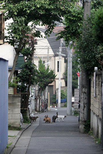 街のねこたち
