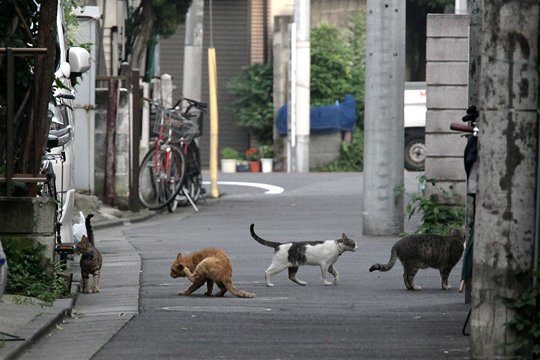 街のねこたち