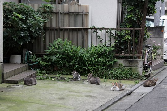 街のねこたち