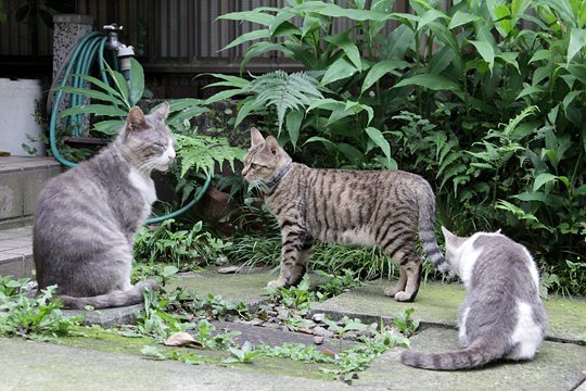 街のねこたち
