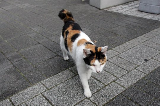 街のねこたち