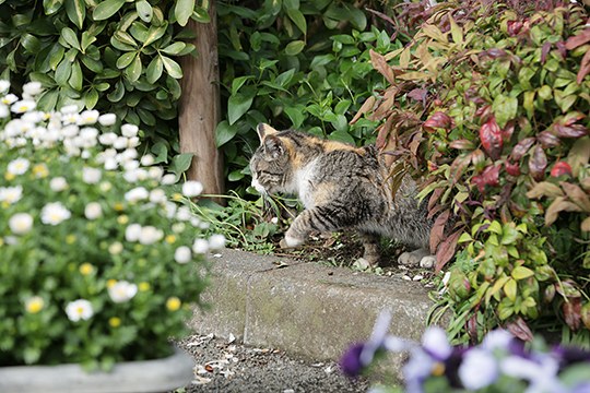 街のねこたち