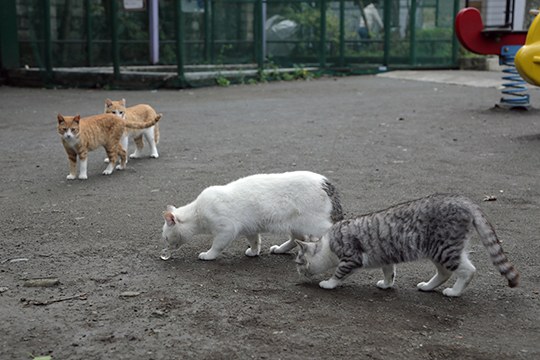 街のねこたち