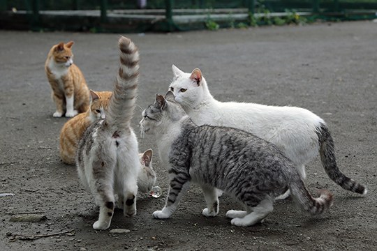 街のねこたち