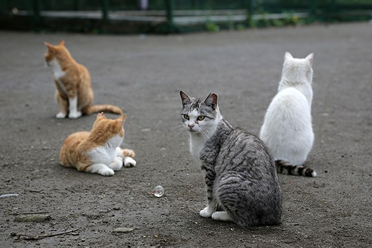 街のねこたち
