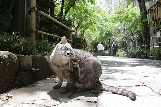 街のねこたち