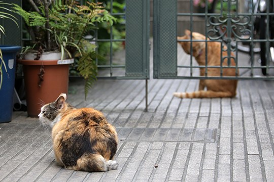 街のねこたち