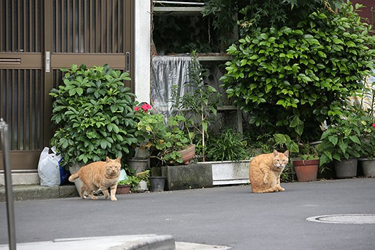 街のねこたち