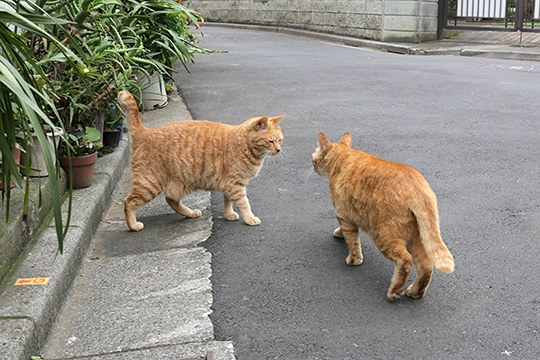 街のねこたち