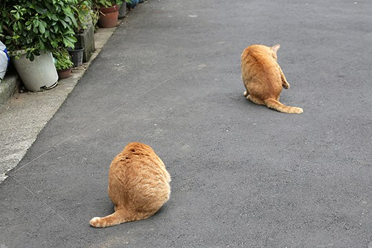街のねこたち