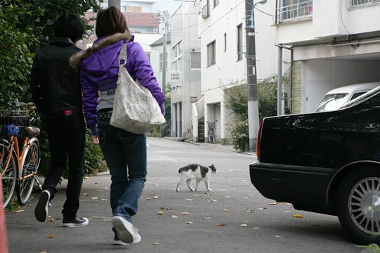 街のねこたち