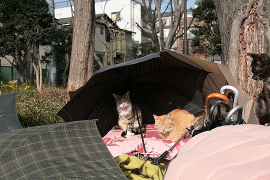 街のねこたち