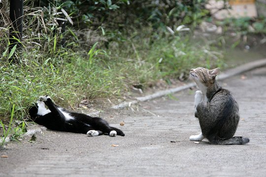 街のねこたち