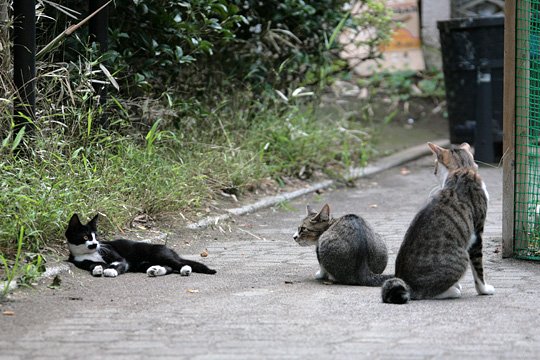 街のねこたち