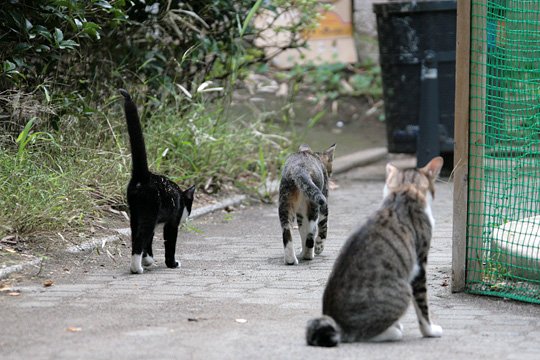 街のねこたち