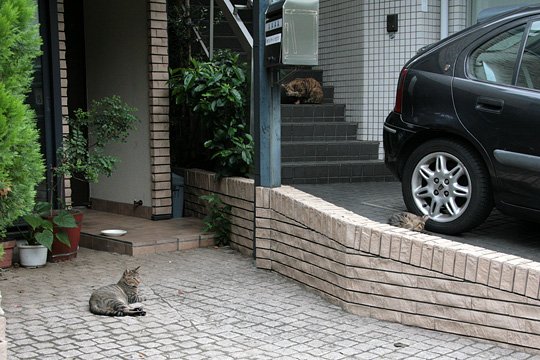 街のねこたち