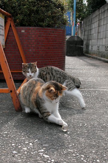 街のねこたち