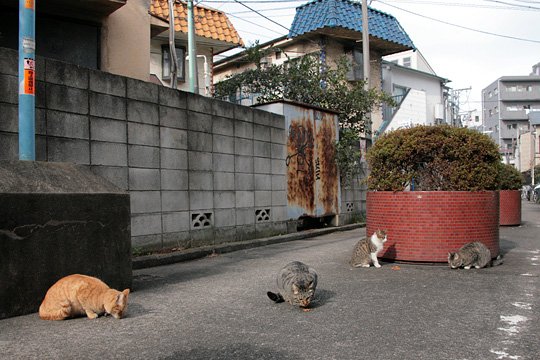 街のねこたち