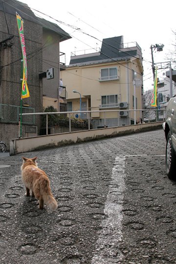 街のねこたち