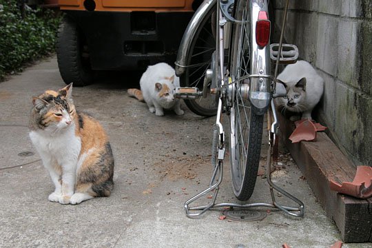 街のねこたち
