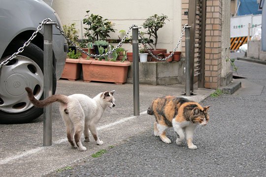 街のねこたち