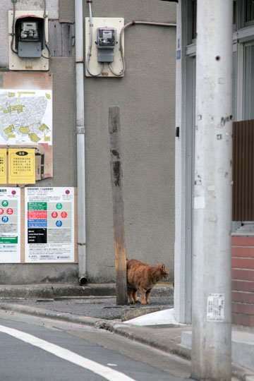街のねこたち