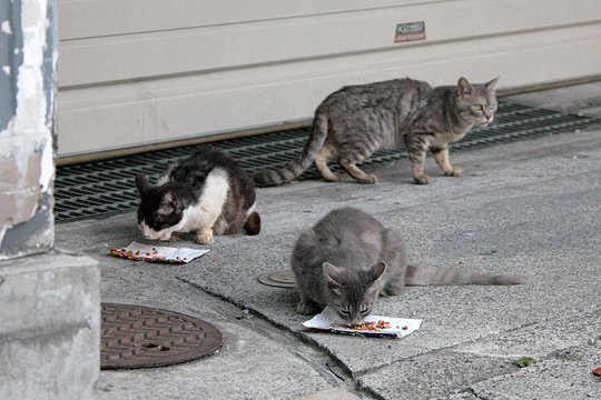 街のねこたち