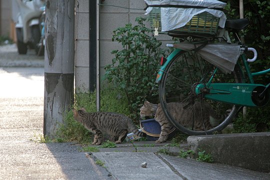 街のねこたち