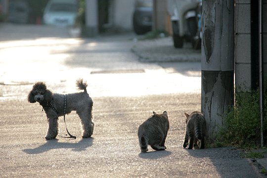 街のねこたち
