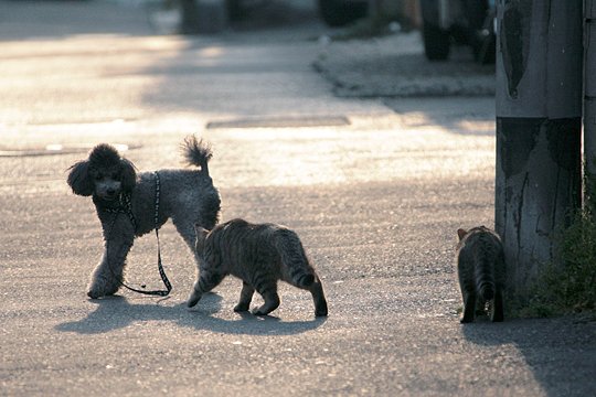 街のねこたち