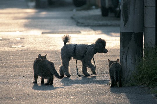 街のねこたち