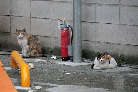 街のねこたち