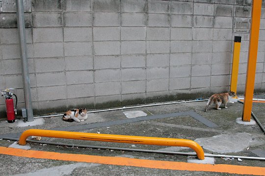 街のねこたち