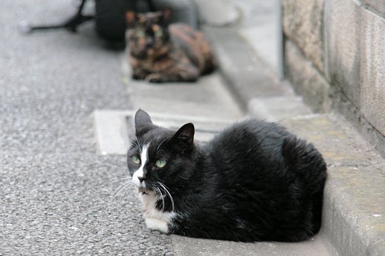 街のねこたち