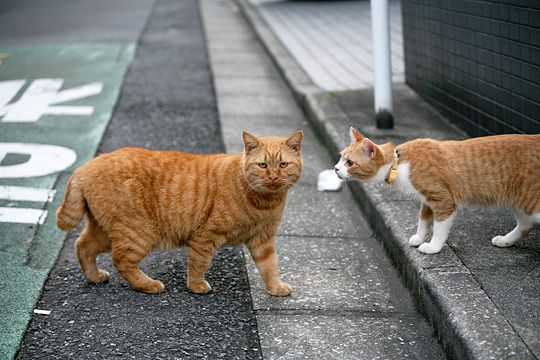 街のねこたち