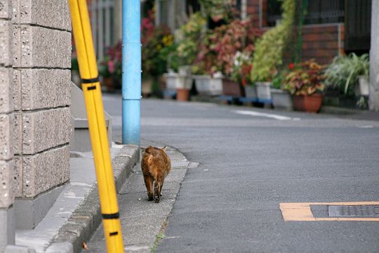 街のねこたち