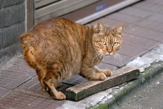 街のねこたち